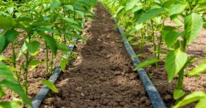 Pictutre Of Drip Irrigation