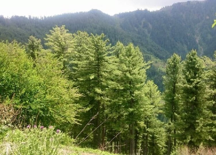 Лес фото длинное вертикальное. Тайга река красноярск. Ручей в лесу. Forested area. Смешанные хвойно-широколиственные леса.