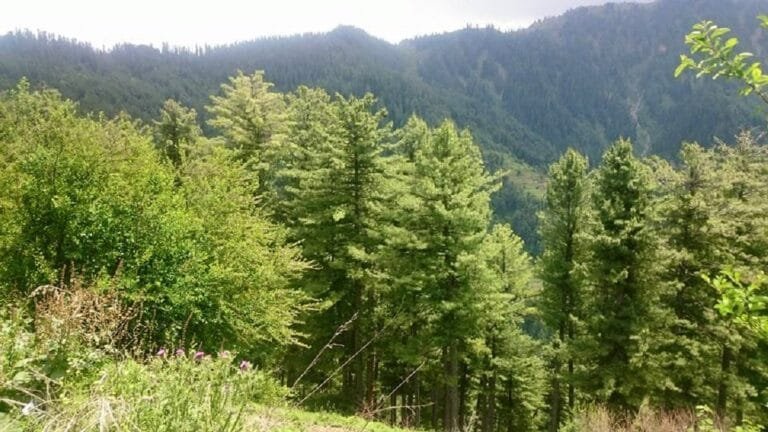 PTI Government pledges to reclaim 700,000 acres encroached forest area