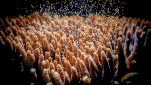 Coral Reefs and the Climate Change