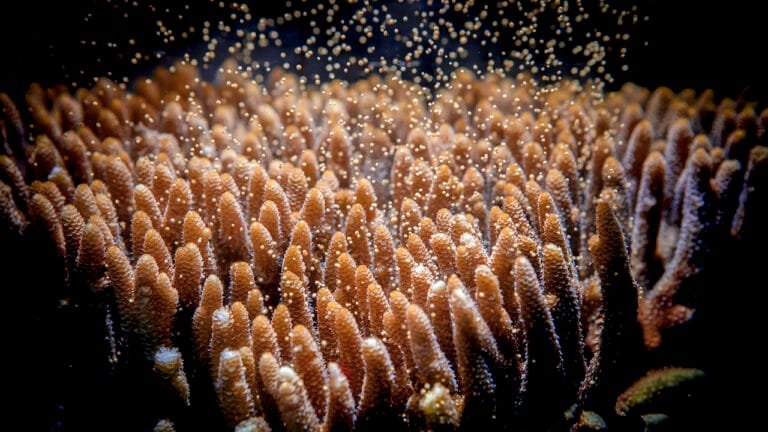 Coral Reefs and the Climate Change