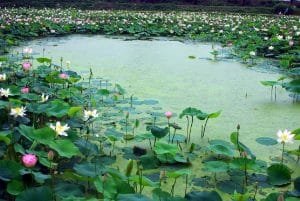 The Beauty of Lotus Lake in Islamabad
