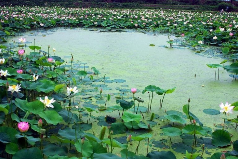 The Beauty of Lotus Lake in Islamabad