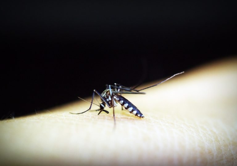 Islamabad, Rawalpindi on High Risk for Dengue