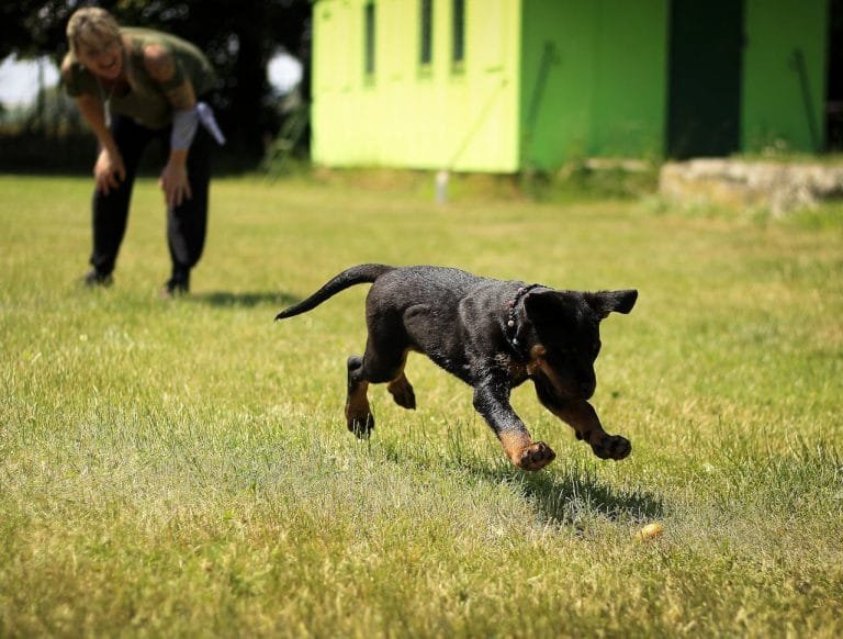 Preparing Your Dog for a Training Class
