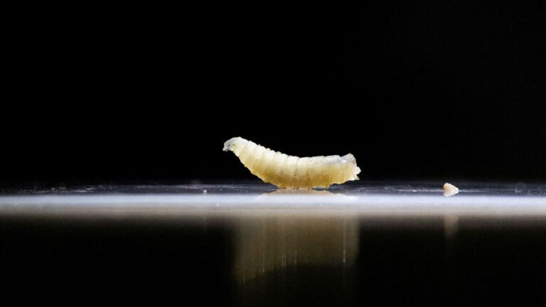 US Confirms First Travel-Linked Human Screwworm Case