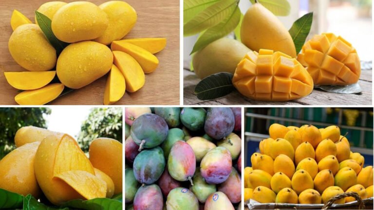Mexico: The World’s Leading Mango Exporter
