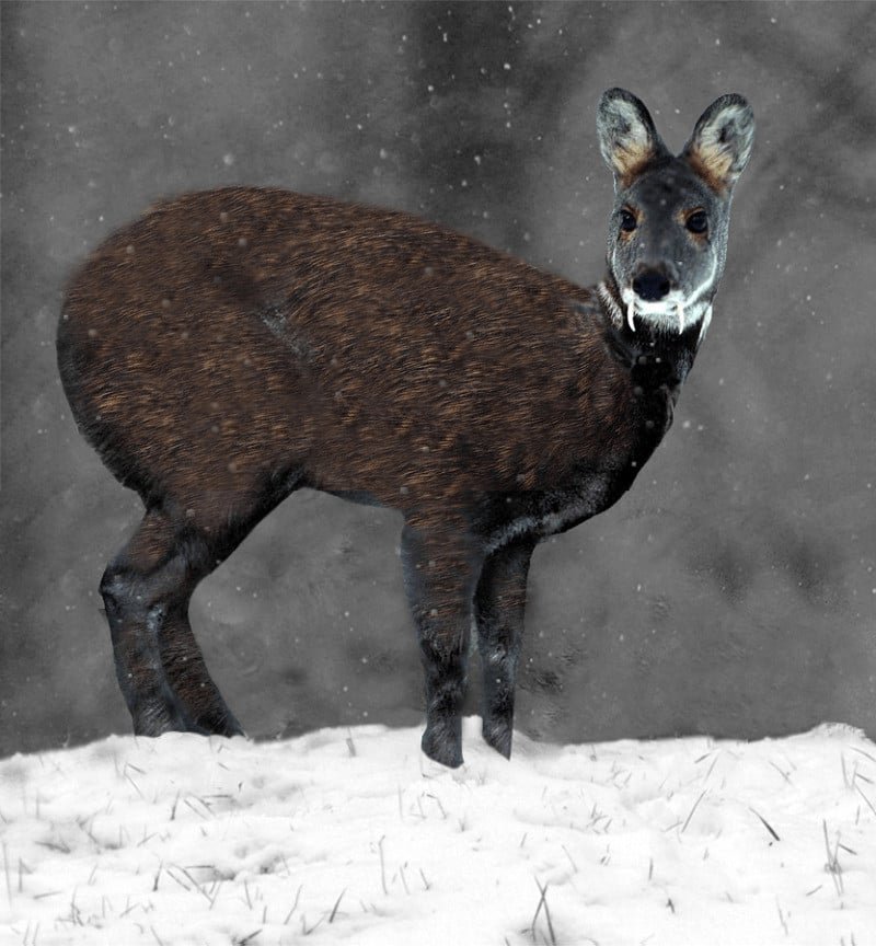 Top 5 Threatened Wild Animals in Pakistan
