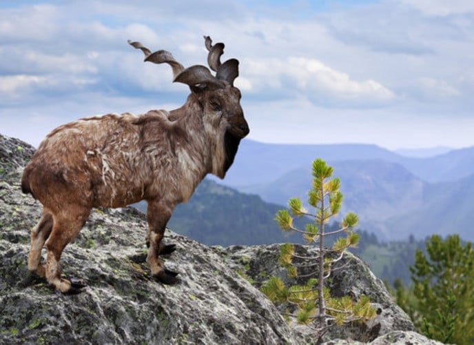 Top 5 Threatened Wild Animals in Pakistan
