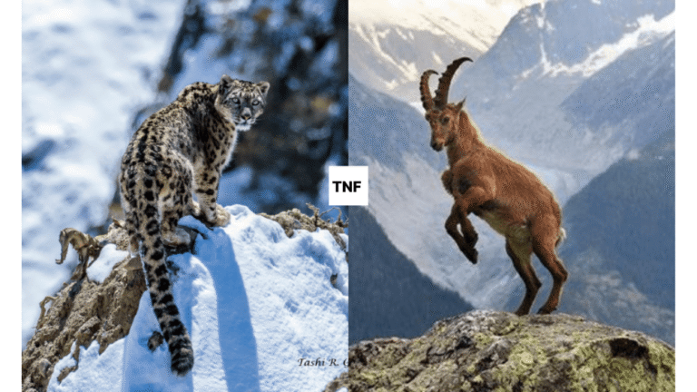 Top 5 Threatened Wild Animals in Pakistan