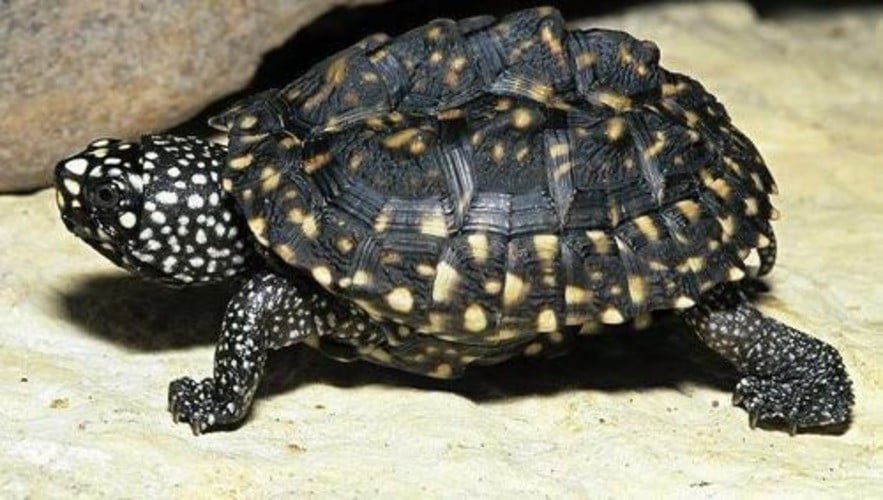 Top 5 Threatened Wild Animals in Pakistan