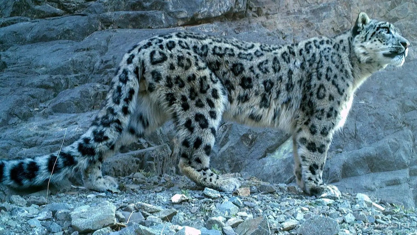Top 5 Threatened Wild Animals in Pakistan